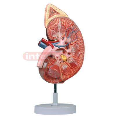 Interlabs? Kidney Model